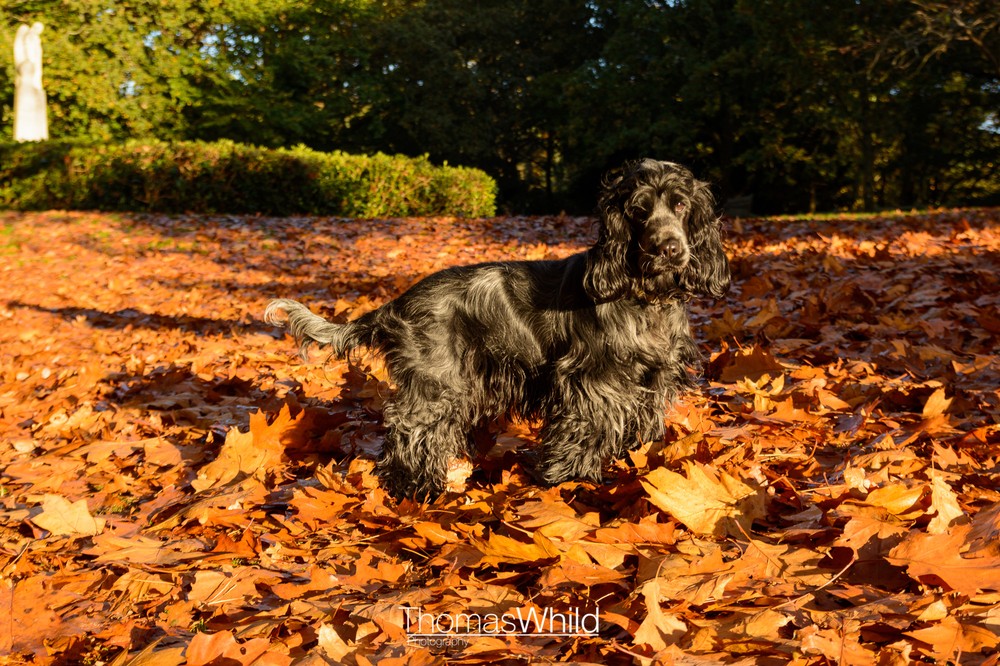 Dog in autumn leaves